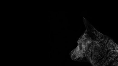 asylmendibaeva s profile overview