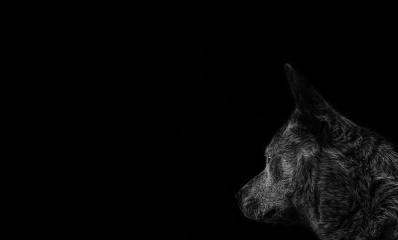 asylmendibaeva s profile overview